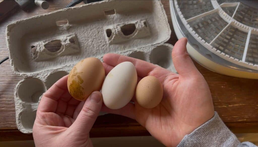 incubating eggs in cold climates